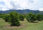 FOTOS VARIAS VEGETALES Y FRUTAS